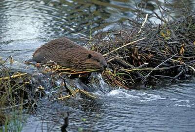 Un castor construit son barrage avec des branches, au bord de l’eau.