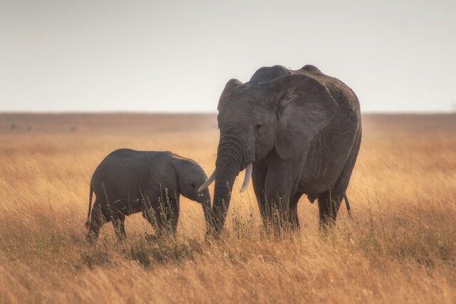 Une éléphante et son petit marchent côte à côte dans les hautes herbes de la savane.
